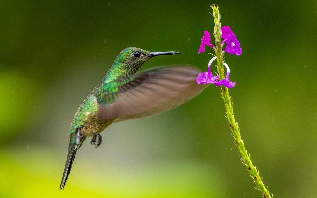 And May a Hummingbird Show Us the Way…